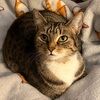 clementina242